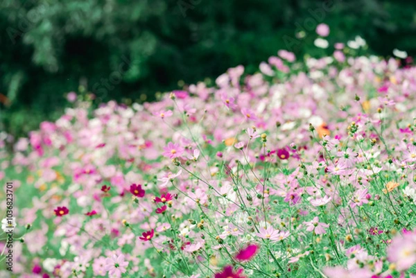 Fototapeta 江ヶ崎コスモス畑に咲くコスモスの花
