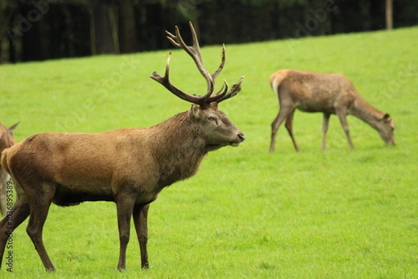 Fototapeta Male red deer with impressive antlers on a green meadow