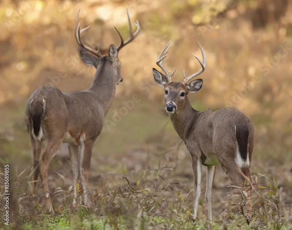 Obraz Two white tail San Antonio