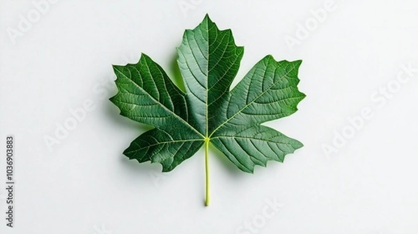 Fototapeta Single green maple leaf isolated on white background.