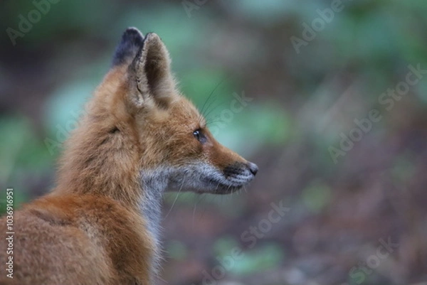 Obraz 遠くを見つめるキタキツネ