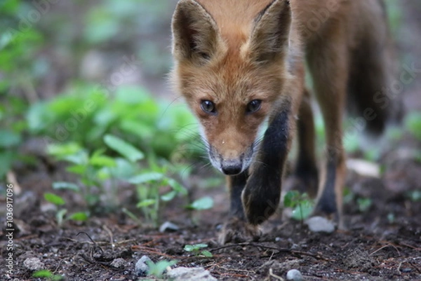 Obraz 幼いキツネの子供
