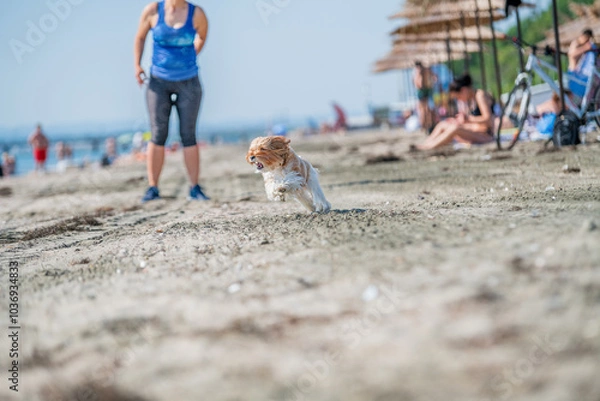 Obraz dog running on the beach