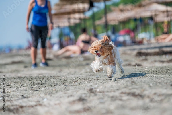 Obraz dog running on the beach