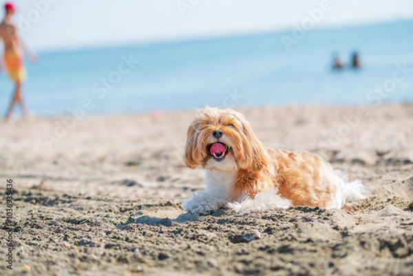 Obraz dog on the beach