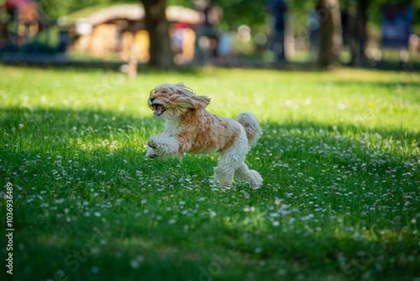 Obraz dog jumping on grass