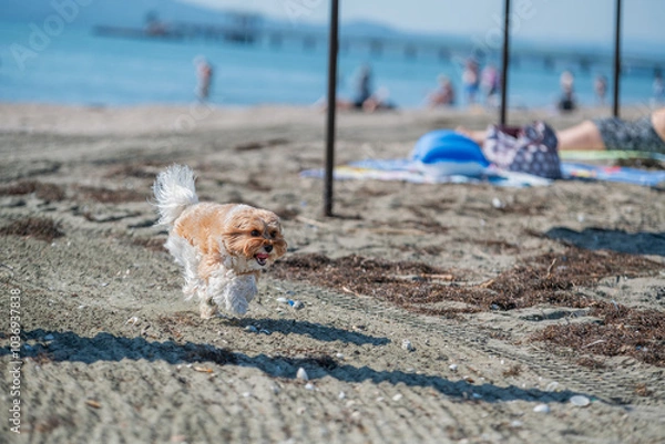 Obraz dog on the beach
