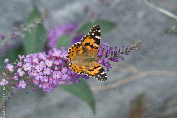 Fototapeta Painted Lady (Vanessa cardui) butterfly perched on summer lilac in Zurich, Switzerland