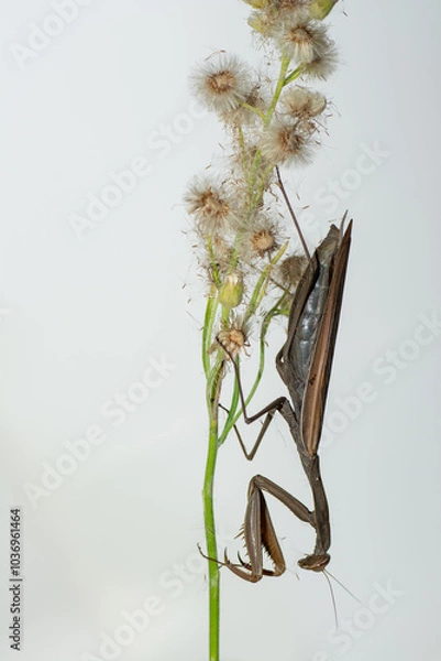 Obraz mantide religiosa