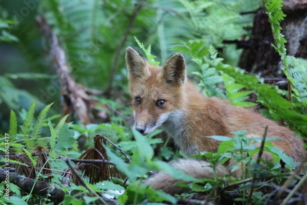 Obraz 夏の森で出会ったキタキツネ