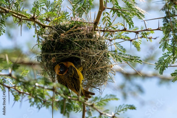 Obraz Weaverbird making a nest in the top of a tree in Tanzania