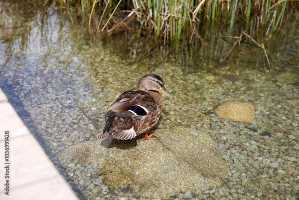 Fototapeta Ducks in the High Tatras. Ducks on Strbske pleso in High Tatras, Slovakia. 