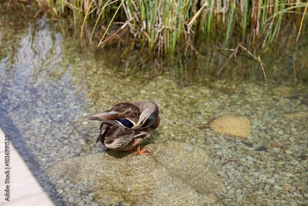 Fototapeta Ducks in the High Tatras. Ducks on Strbske pleso in High Tatras, Slovakia. 