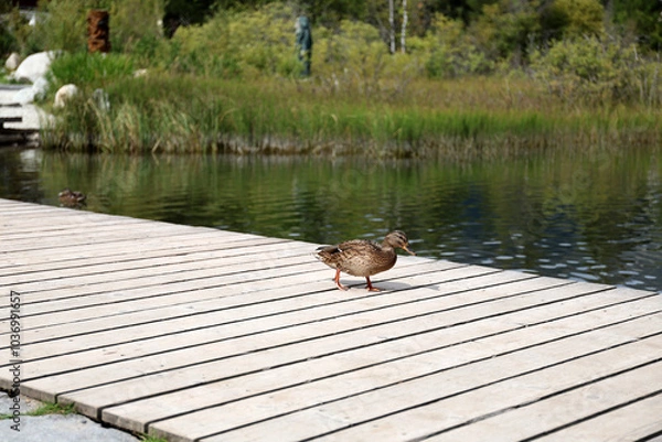 Fototapeta Ducks in the High Tatras. Ducks on Strbske pleso in High Tatras, Slovakia. 
