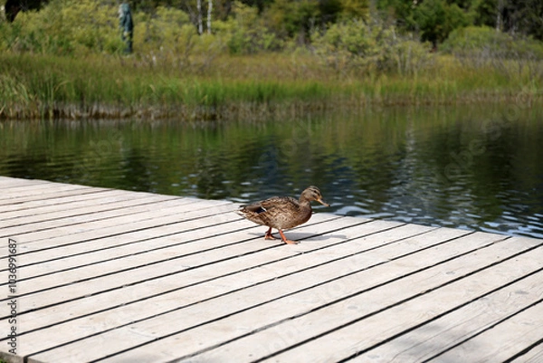 Fototapeta Ducks in the High Tatras. Ducks on Strbske pleso in High Tatras, Slovakia. 