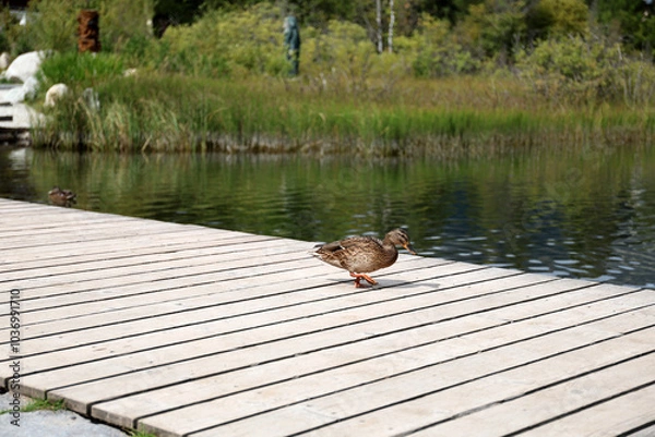 Fototapeta Ducks in the High Tatras. Ducks on Strbske pleso in High Tatras, Slovakia. 