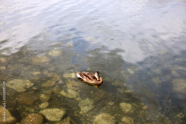 Fototapeta Ducks in the High Tatras. Ducks on Strbske pleso in High Tatras, Slovakia. 