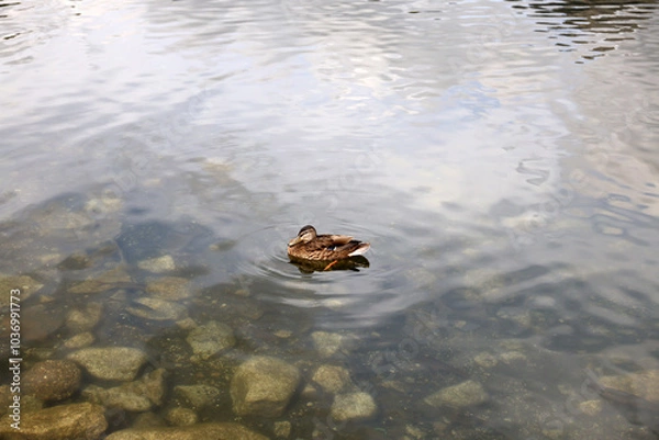 Fototapeta Ducks in the High Tatras. Ducks on Strbske pleso in High Tatras, Slovakia. 