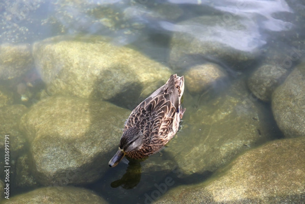 Fototapeta Ducks in the High Tatras. Ducks on Strbske pleso in High Tatras, Slovakia. 