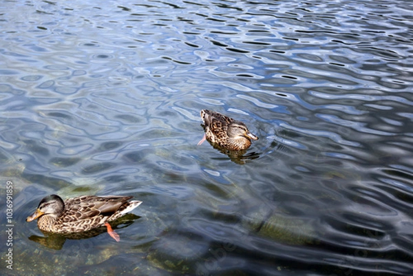 Fototapeta Ducks in the High Tatras. Ducks on Strbske pleso in High Tatras, Slovakia. 