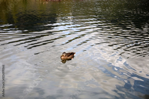 Fototapeta Ducks in the High Tatras. Ducks on Strbske pleso in High Tatras, Slovakia. 
