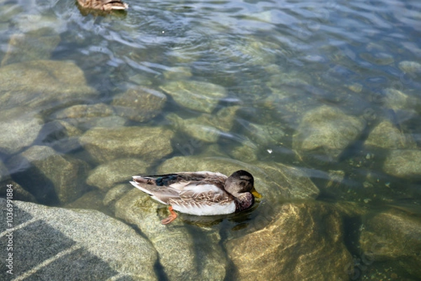 Fototapeta Ducks in the High Tatras. Ducks on Strbske pleso in High Tatras, Slovakia. 