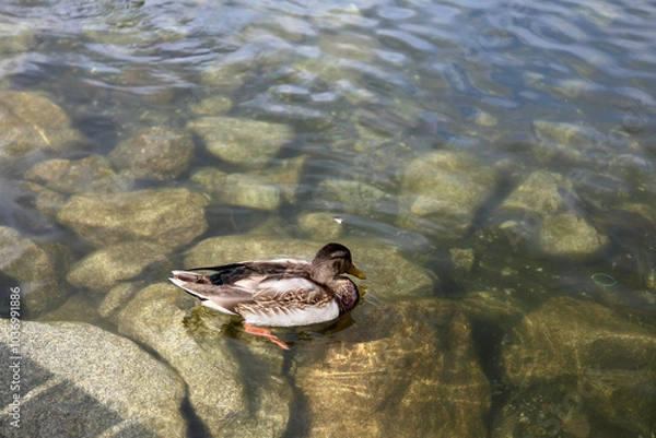 Fototapeta Ducks in the High Tatras. Ducks on Strbske pleso in High Tatras, Slovakia. 