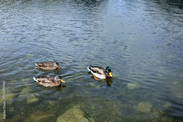 Fototapeta Ducks in the High Tatras. Ducks on Strbske pleso in High Tatras, Slovakia. 