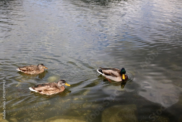 Fototapeta Ducks in the High Tatras. Ducks on Strbske pleso in High Tatras, Slovakia. 