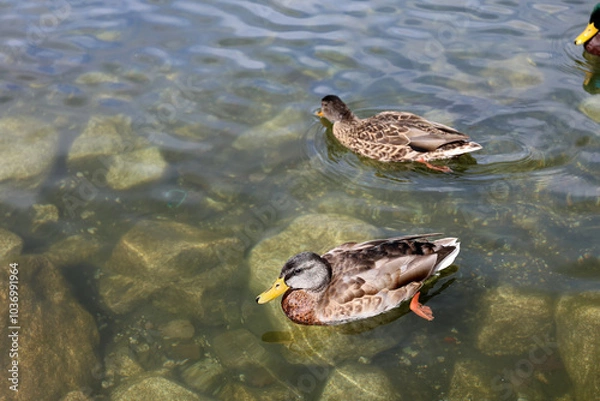 Fototapeta Ducks in the High Tatras. Ducks on Strbske pleso in High Tatras, Slovakia. 