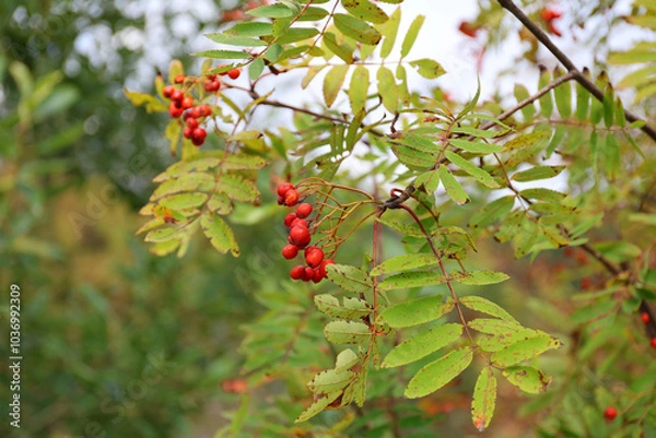 Fototapeta Fruits of Crataegus laevigata on a bush near Strbske pleso, Slovakia.
