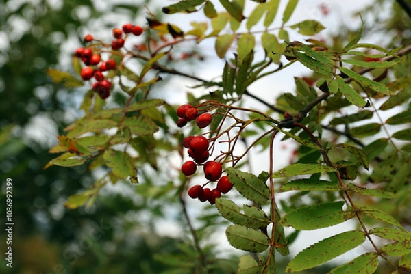 Fototapeta Fruits of Crataegus laevigata on a bush near Strbske pleso, Slovakia.