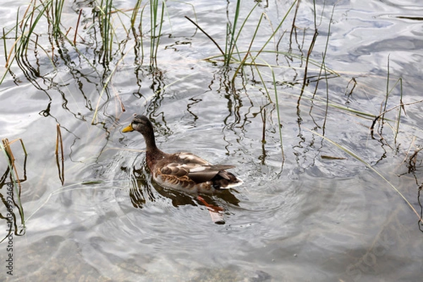 Fototapeta Ducks in the High Tatras. Ducks on Strbske pleso in High Tatras, Slovakia. 
