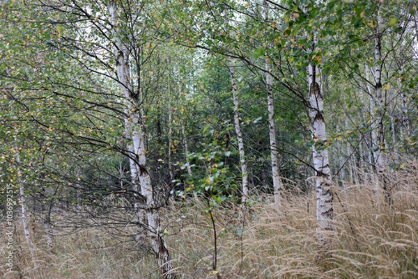 Fototapeta Birch grove in early autumn in High Tatras, Slovakia. 