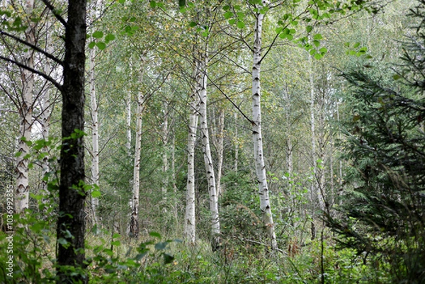 Fototapeta Birch grove in early autumn in High Tatras, Slovakia. 