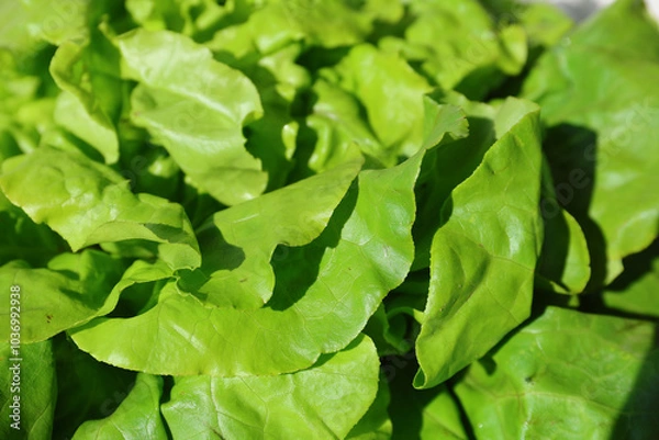 Fototapeta Fresh lettuce. Fresh salad full of vitamins from the farm. 