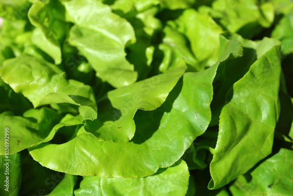 Fototapeta Fresh lettuce. Fresh salad full of vitamins from the farm. 