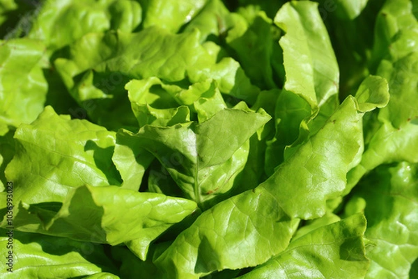 Fototapeta Fresh lettuce. Fresh salad full of vitamins from the farm. 