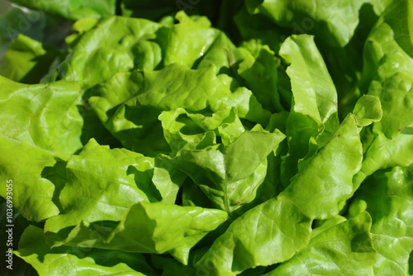 Fototapeta Fresh lettuce. Fresh salad full of vitamins from the farm. 