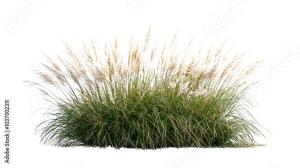 Fototapeta Pampas grass with fluffy white plumes, white isolated background. Transparent background