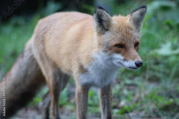 Obraz ふわふわのキタキツネ