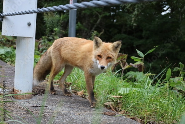 Obraz 路肩を歩くキタキツネ