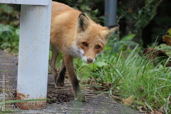 Obraz 顔を覗かせるキタキツネ
