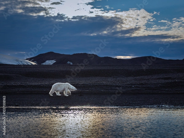 Obraz Polar bears on black beach in Svalbard