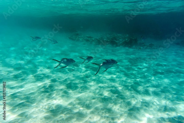 Obraz Underwater landscape