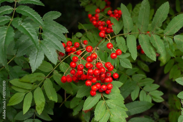 Obraz Bright red wild berries on a branch. 