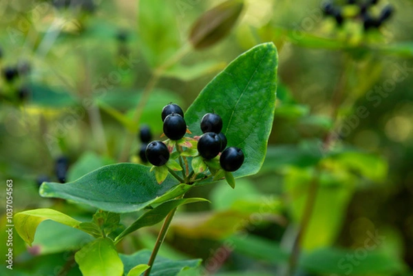 Obraz Black Wild berries in a natural green forest. 