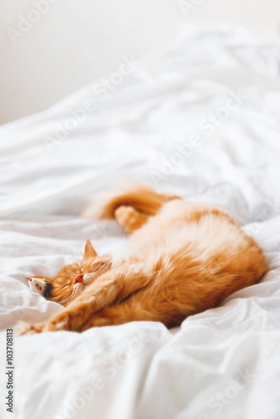 Fototapeta Ginger cat sleeping in bed with it's toy mouse. Cute cat dozing on white blanket. Cozy home background.