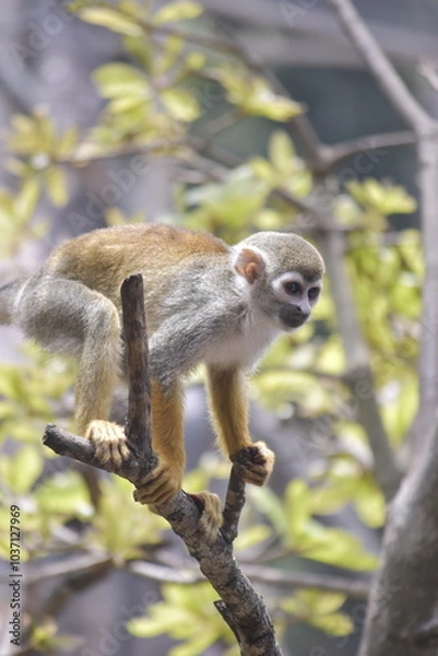 Fototapeta Close up Squirrel monkeys are New World monkeys of the genus Saimiri. Common Squirrel Monkey (Saimiri sciureus) live in the tropical forests.