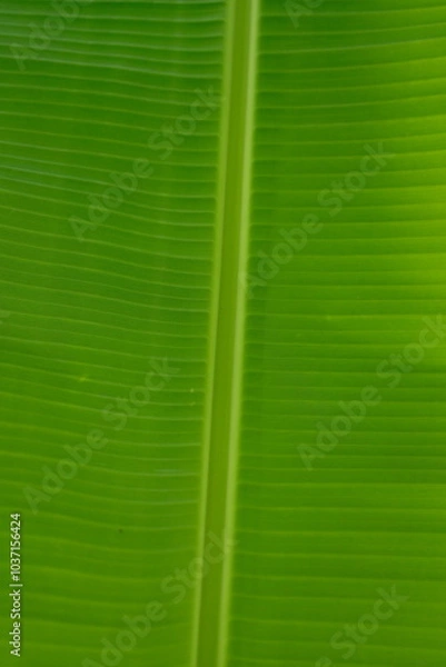 Fototapeta Banana leaf - Detailed texture of banana leaves, Banana leaves are yellow and green